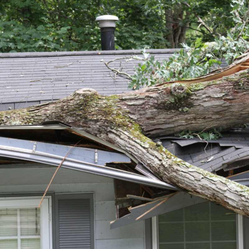 tree fall above the roof